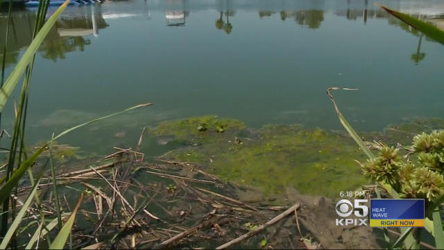 toxic-algae.jpg 