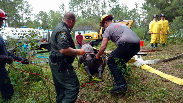 Flagler County Sheriff&rsquo;s Office Agricultural Deputy Steve Williams, left, and Flagler County firefighter Brady Barry help Mercy the horse to her feet after she was pulled out of a septic tank in Bunnell, Florida, on Sept. 20, 2016. 