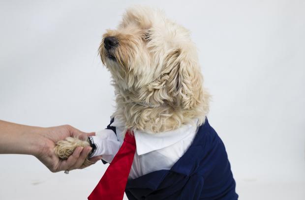 acc-election-promo-dog 