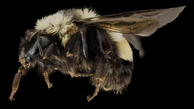 bombus_affinis_f_side_sky_meadows_virginia_2014-09-22-18-05-02_zs_pmax_15169110488.jpg 