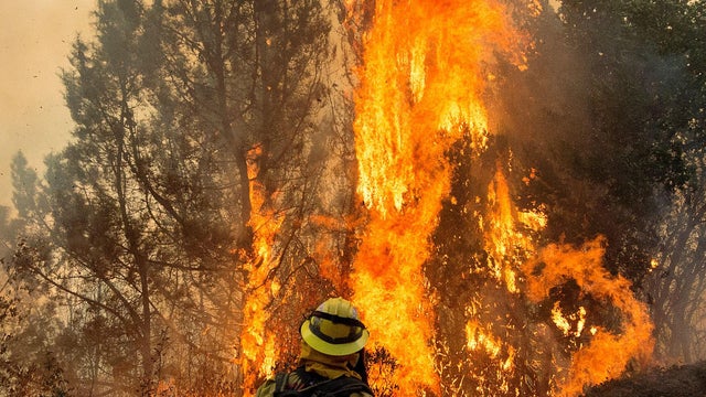 A firefighter watches as flames engulf a tree along a road in the Santa Cruz Mountains near Morgan Hill, California, on Sept. 27, 2016. 