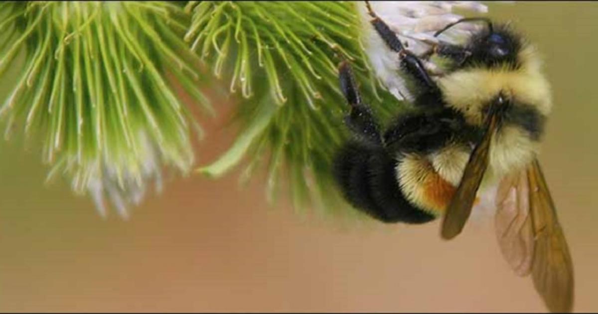 Bumblebees can be protected as “fish” California court rules - Los