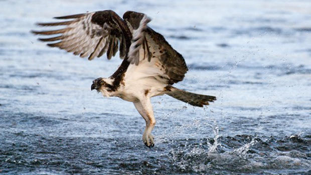 osprey-coming-out-of-water-verne-lehmberg-620.jpg 
