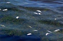 fish-kill-chopttank-river-adrian-jones-university-of-maryland-center-for-environmental-science-244.jpg