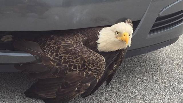bald-eagle-rescue.jpg 