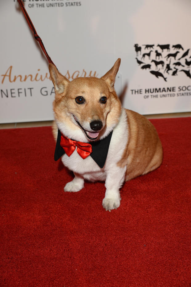 Humane Society Of The United States 60th Anniversary Gala - Red Carpet 
