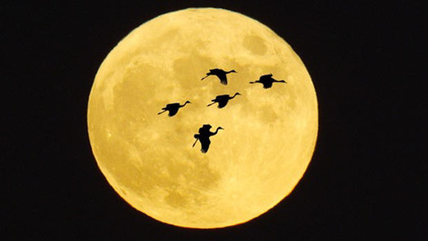 sandhill-crane-silhouetted-moon-620.jpg 