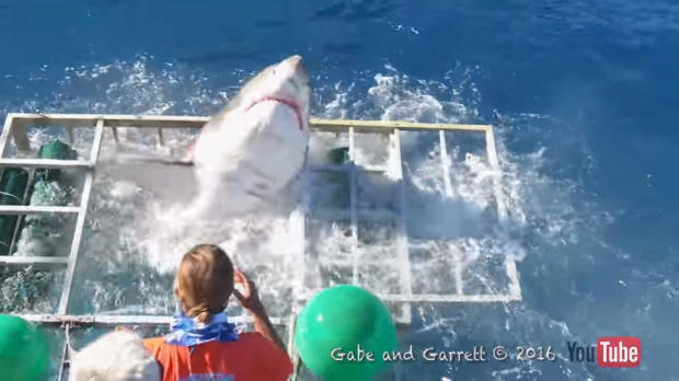 A great white shark jumps through a hole in a diving cage off of Mexico’s Guadalupe Island in a video posted to YouTube on Oct. 13, 2016. 