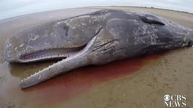 stranded-sperm-whale.jpg 