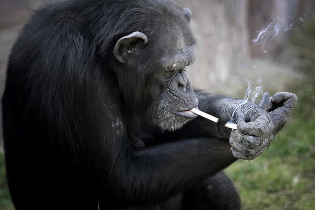 ap-smoking-chimp1.jpg 
