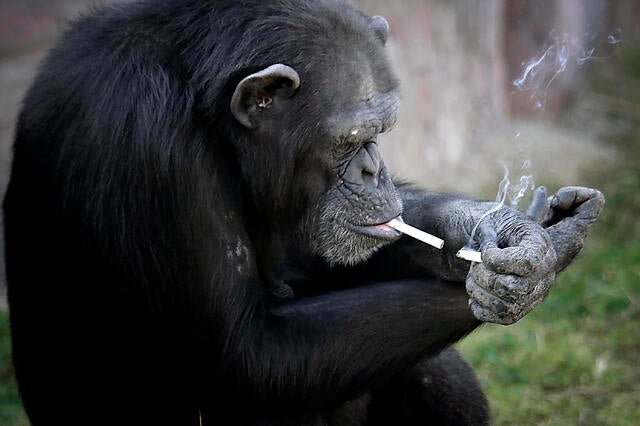 North Korea zoo smoking chimpanzee draws in crowds