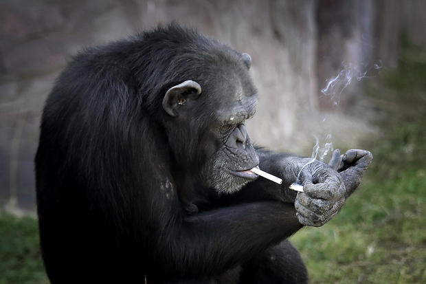 ap-smoking-chimp1.jpg 