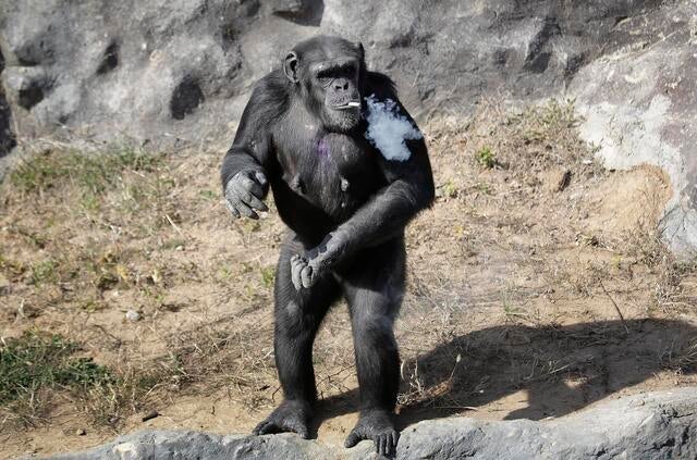 chimp smoking a cigarette North Korea zoo smoking chimpanzee draws in crowds