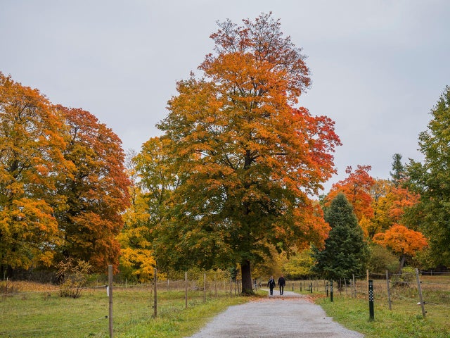 2016-fall-foliage-getty-614674712.jpg 