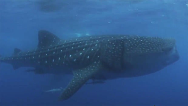 whale-shark-620.jpg 