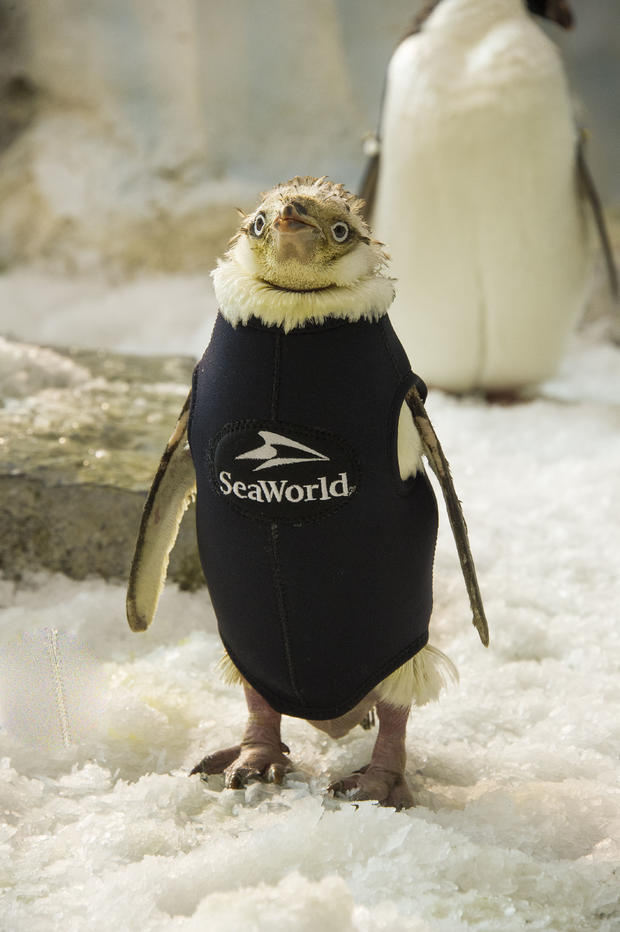 'Wonder Twin' Penguin Wetsuit - SeaWorld 