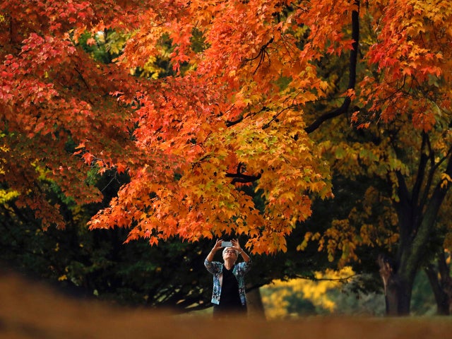 fall-foliage-ap-16294711497016.jpg 