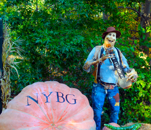 nybgpumpkin.png 