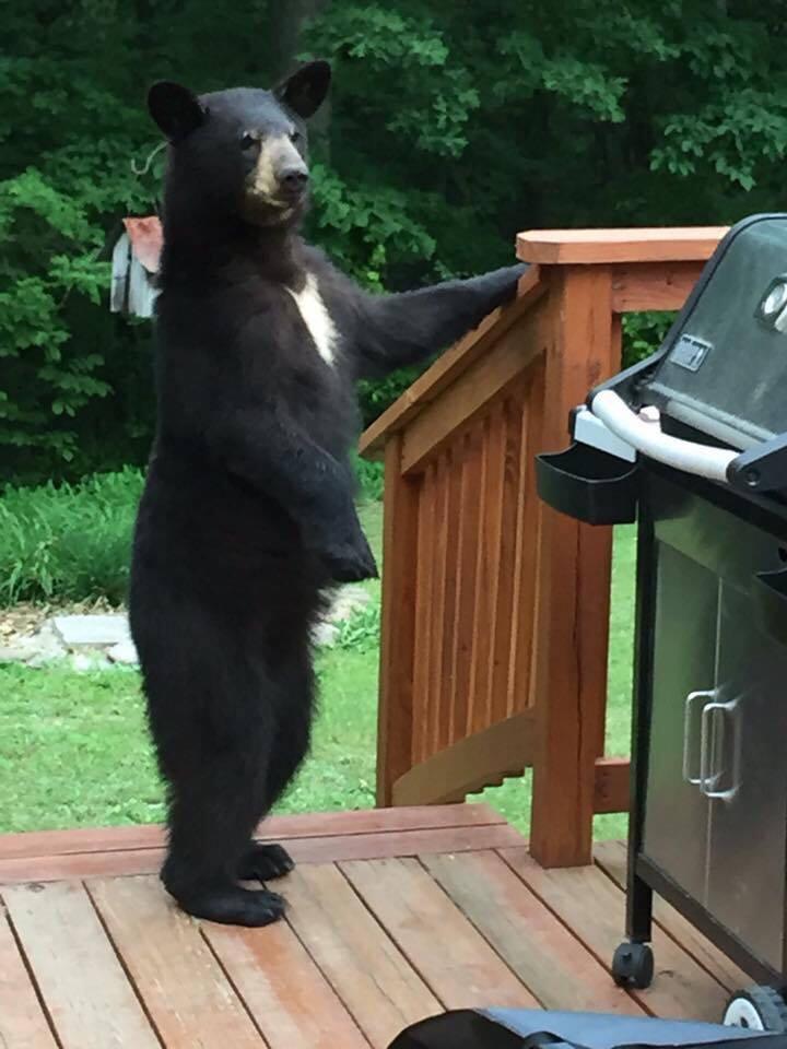Maryland bear snapped walking on its hind legs gains viral following ...