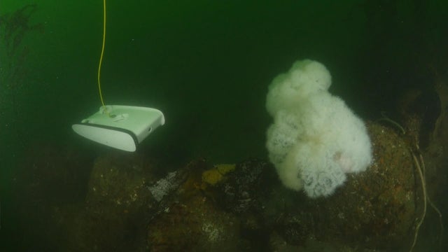 tracy-underwater-drones-ctm-110216-frame-3562.jpg 