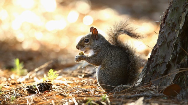 A squirrel eats an acorn during round one of The Players Championship at the TPC Sawgrass Stadium course on May 7, 2015, in Ponte Vedra Beach, Florida. 
