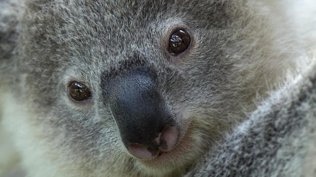 istock-koala.jpg 