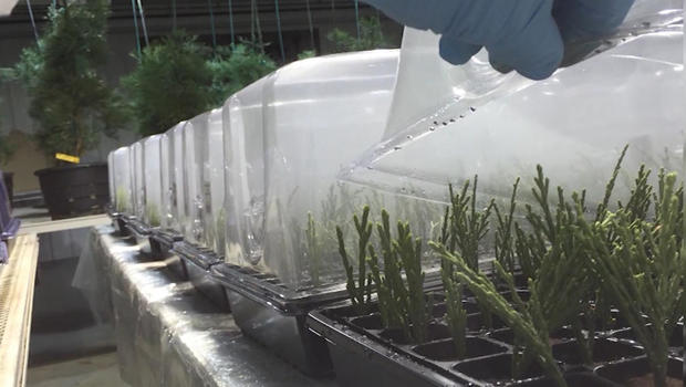 cloning-sequoia-trees-clippings-in-lab.jpg 