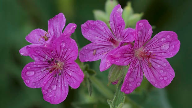 sticky-geranium-after-rain-shower-verne-lehmberg-620.jpg 