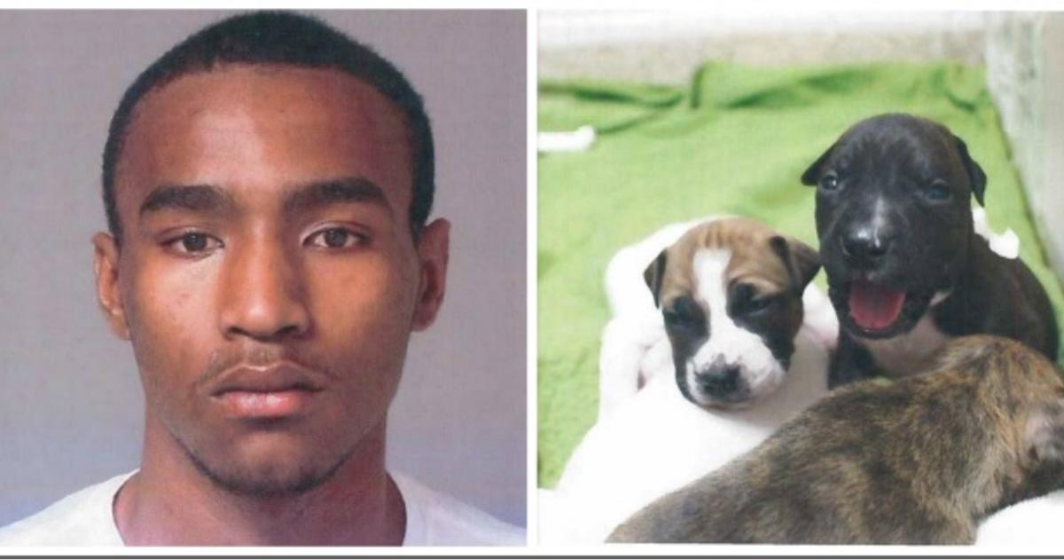 Man Accused Of Stomping Puppies Pleads Guilty Faces 6 Years In Prison Cbs Baltimore 