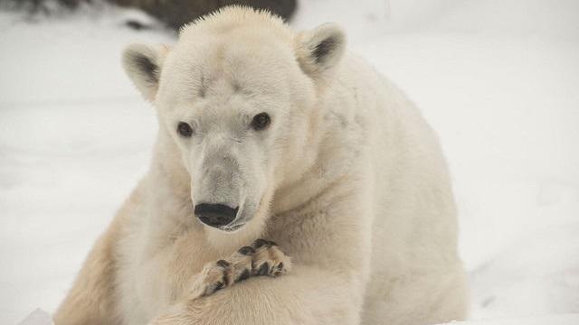 tasul-polar-bear-dead-2016-11-18.jpg 