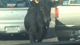bull.jpg 