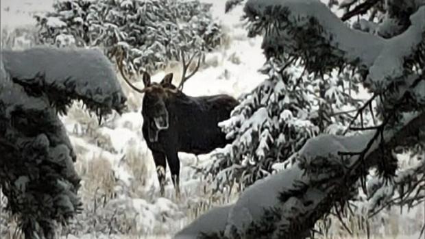 moose with elk antlers 