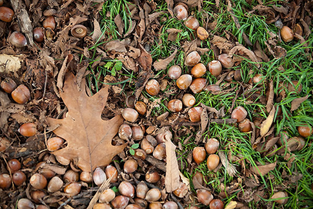 acorns-on-forest-floor 