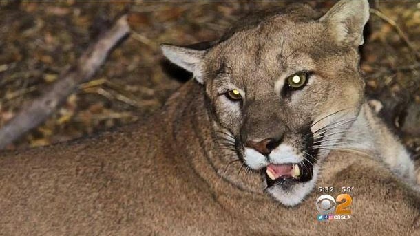 p45-mountain-lion.jpg 