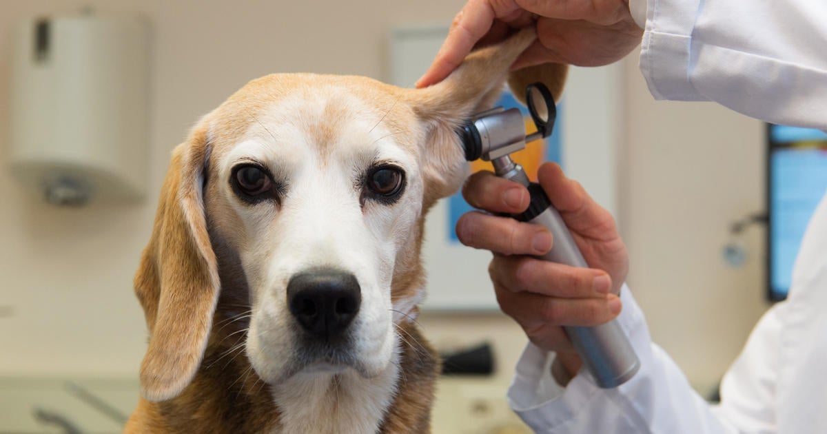 how much does a vet visit cost for a dog with an ear infection