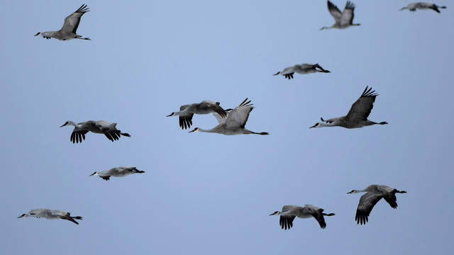 cranes.jpg 