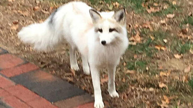 franklin white fox 