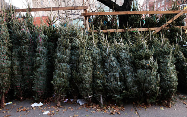 Christmas trees sit for sale on Manhattan’s Sixth Avenue Dec. 11, 2009, in New York City. 