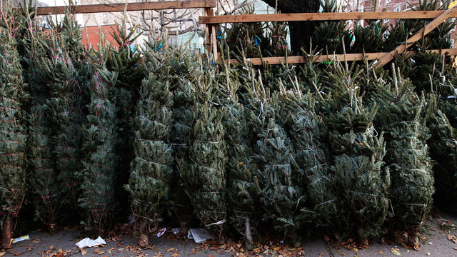 Christmas trees sit for sale on Manhattan’s Sixth Avenue Dec. 11, 2009, in New York City. 