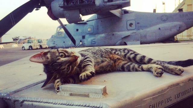 bo-military-cat.jpg 