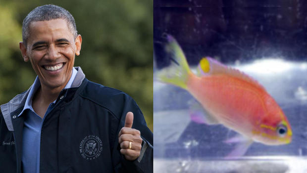 obama-fish-split.jpg 