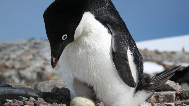 adelie-penguin-with-egg-nasa.jpg 