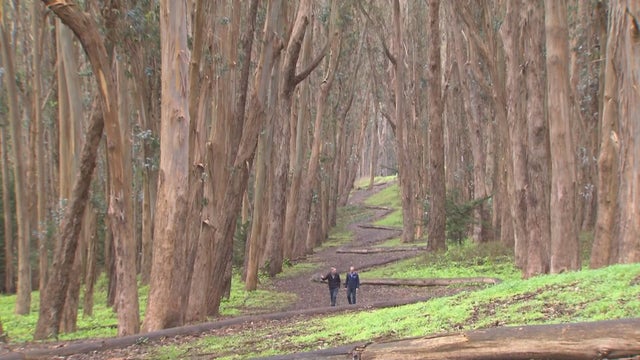 ctm-1223-presidio-park-san-francisco.jpg 
