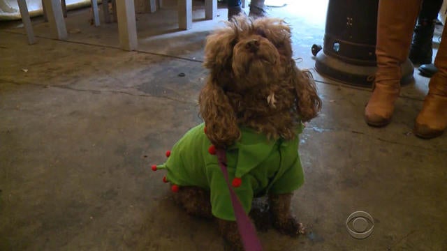 1224-en-pets-1217703-640x360.jpg 