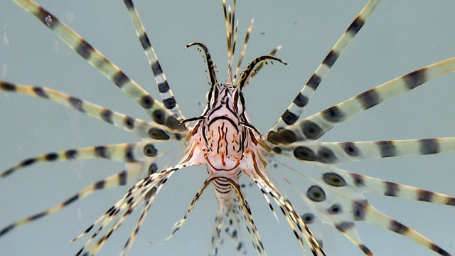 A lionfish swims in a tank at Artisanal Foods on Feb. 19, 2016, in Las Vegas, Nevada. 
