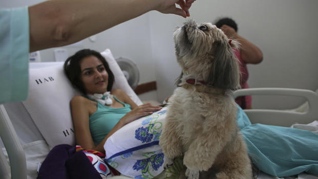 Brazilian therapy dogs 