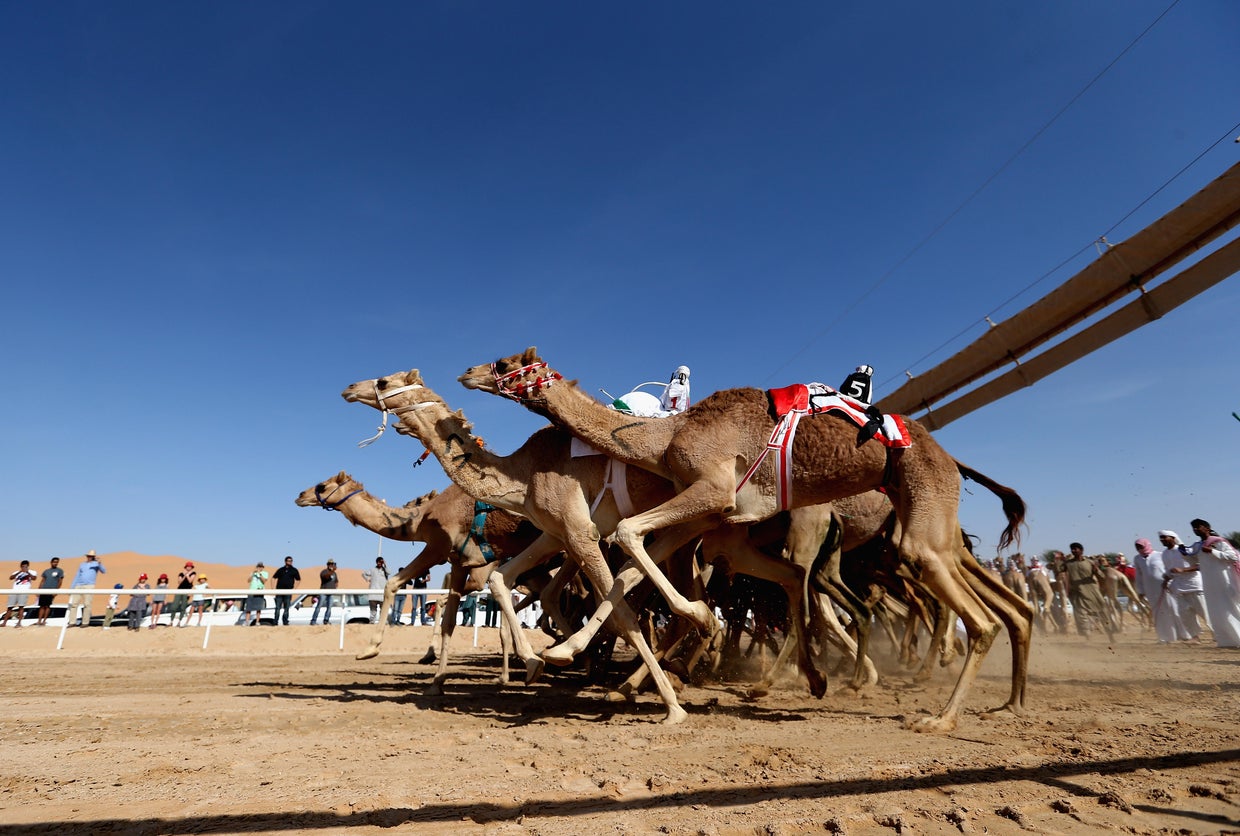 Camel racing in the UAE
