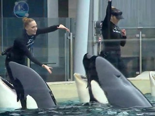 SeaWorld San Diego begins revamp of killer whale shows