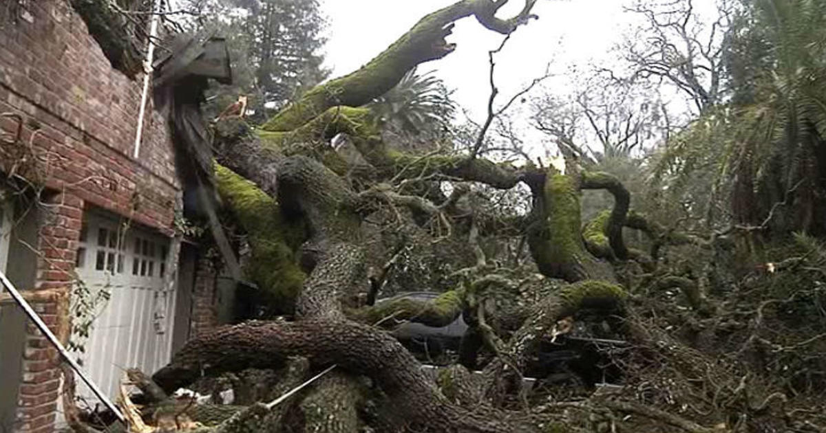 Massive Tree Crashes Down On Danville Home CBS San Francisco