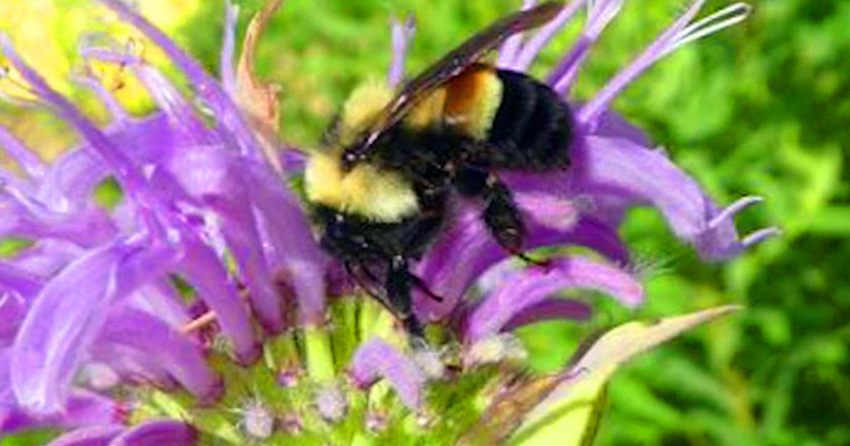 Western bumble bee  Washington Department of Fish & Wildlife